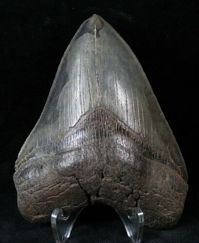 Serrated Megalodon Tooth - Great Shape #14844